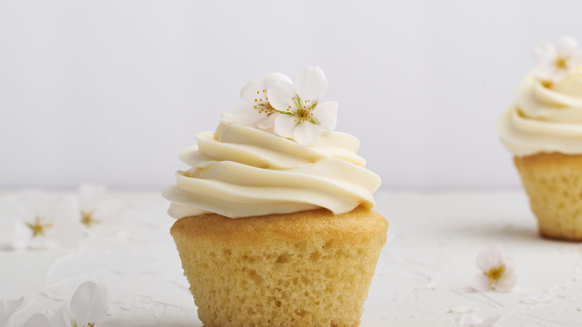 Nhà phân phối bánh cupcake vani giá sỉ B2B - B2B wholesale vanilla cupcake distributor